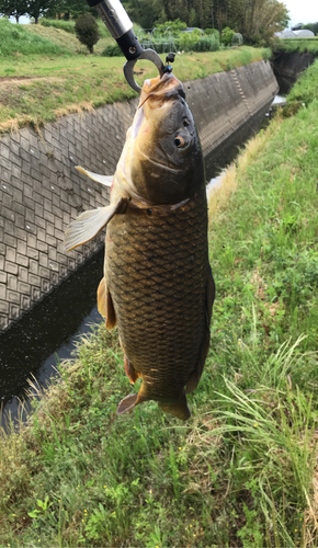 コイの釣果