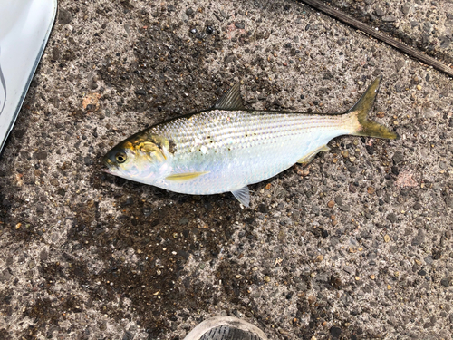 コノシロの釣果