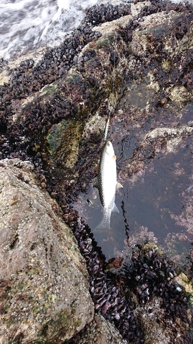 アメマスの釣果