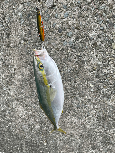 ハマチの釣果