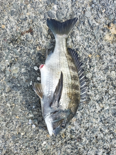 クロダイの釣果