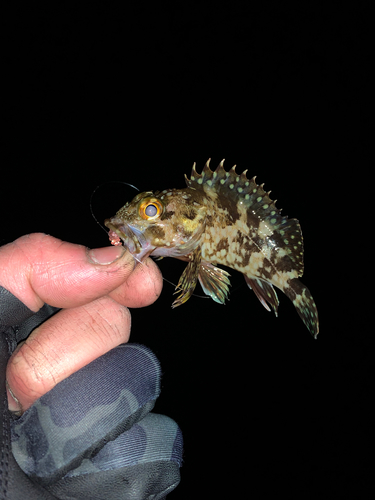 カサゴの釣果