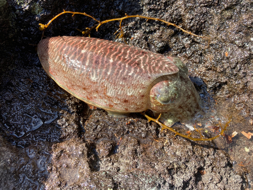 コウイカの釣果