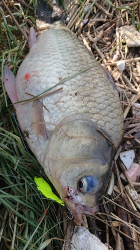 フナの釣果