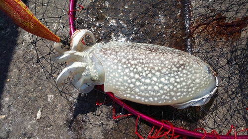 シリヤケイカの釣果