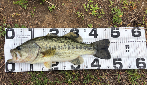 ブラックバスの釣果