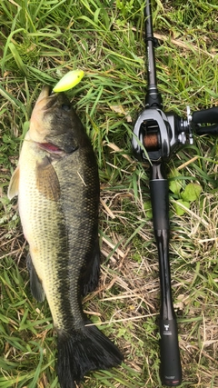 ブラックバスの釣果