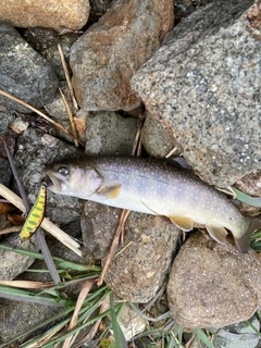 イワナの釣果