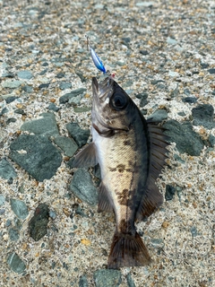 タケノコメバルの釣果