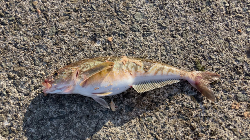 ホッケの釣果