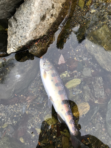 ヤマメの釣果