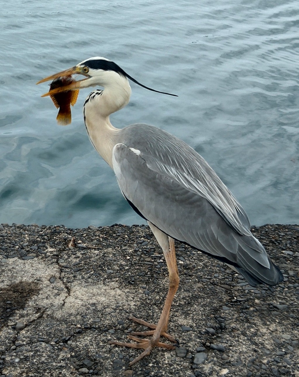 アカササノハベラ