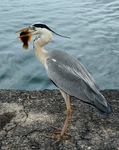 アカササノハベラの釣果