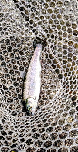 ニジマスの釣果