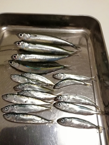 サバの釣果