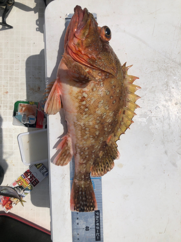 カサゴの釣果