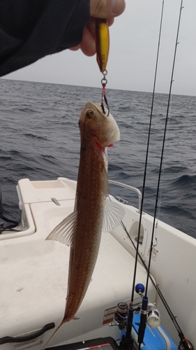 エソの釣果