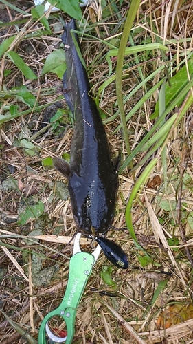 ナマズの釣果