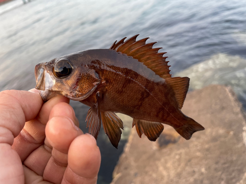 メバルの釣果