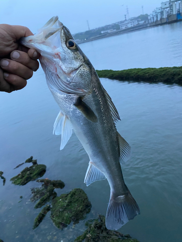 セイゴ（マルスズキ）の釣果