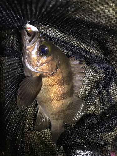 メバルの釣果