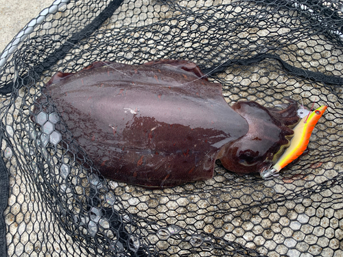 モンゴウイカの釣果