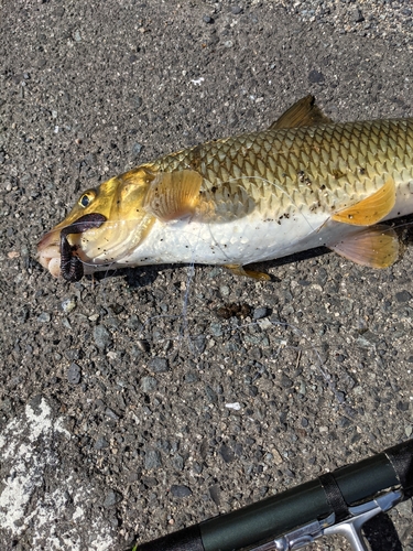 コウライニゴイの釣果