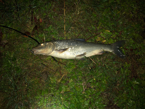 ニゴイの釣果