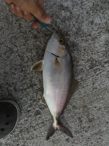 ショゴの釣果