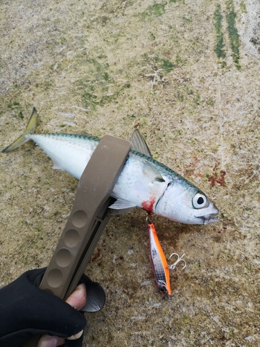 サバの釣果