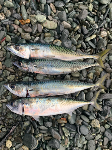 サバの釣果