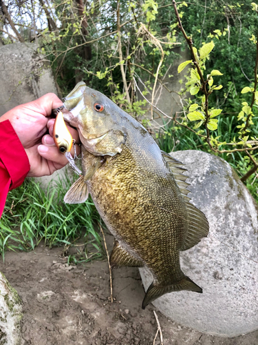 スモールマウスバスの釣果