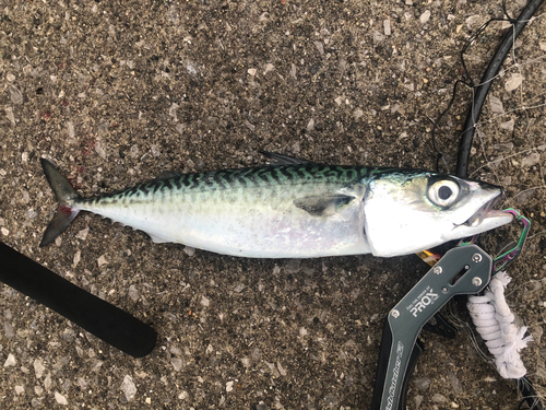 サバの釣果