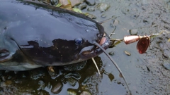 ナマズの釣果