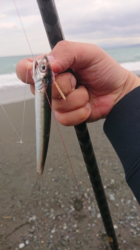 イワシの釣果