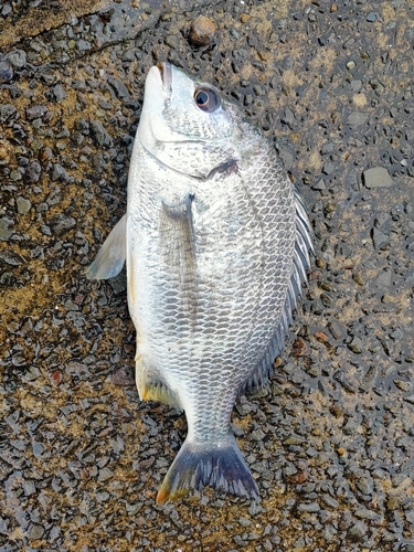 キチヌの釣果