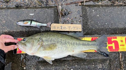 ブラックバスの釣果