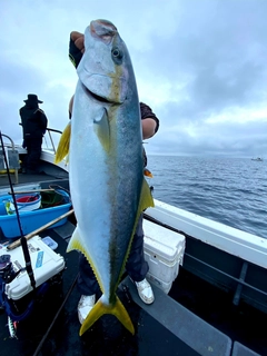 ヒラマサの釣果