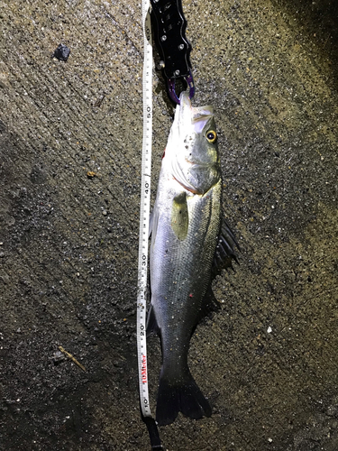 シーバスの釣果