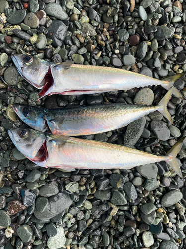 サバの釣果