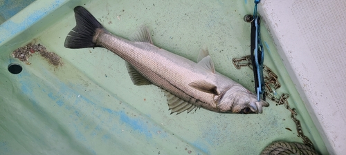 マルスズキの釣果