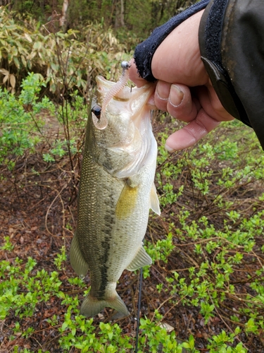 ラージマウスバスの釣果