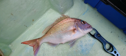 マダイの釣果