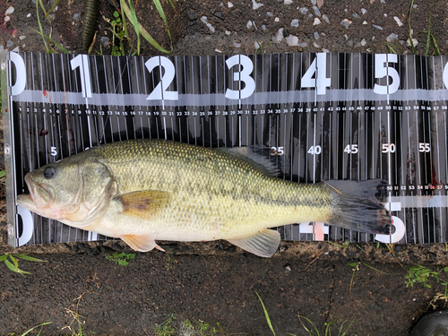 ブラックバスの釣果