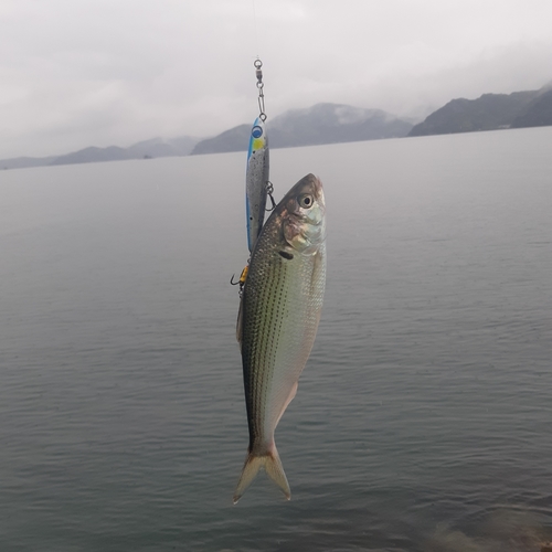 コノシロの釣果