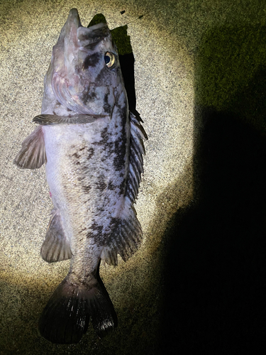 クロソイの釣果