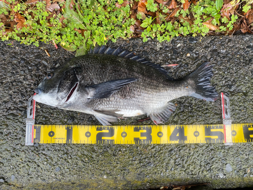 クロダイの釣果