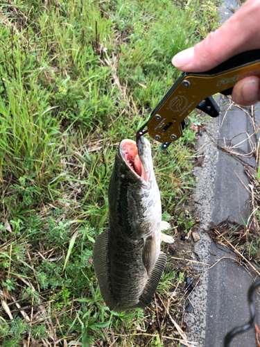 ライギョの釣果