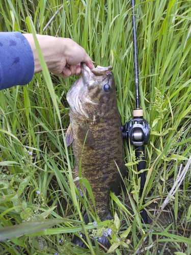 スモールマウスバスの釣果