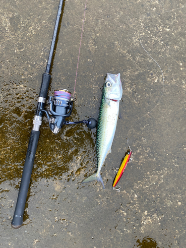 イナダの釣果